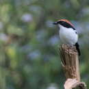 Image of Gabela Bush-shrike