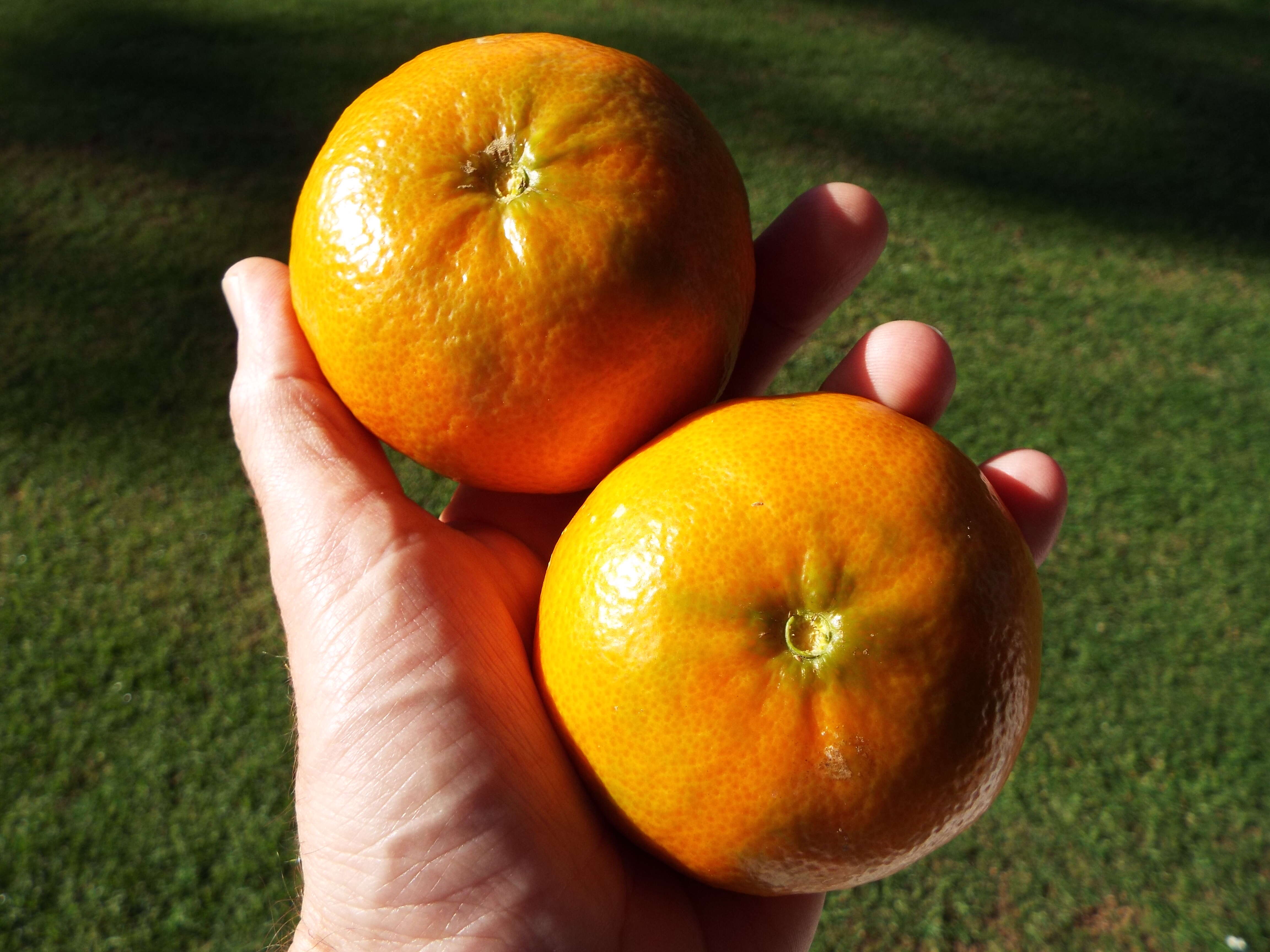 Image of Citrus reticulata