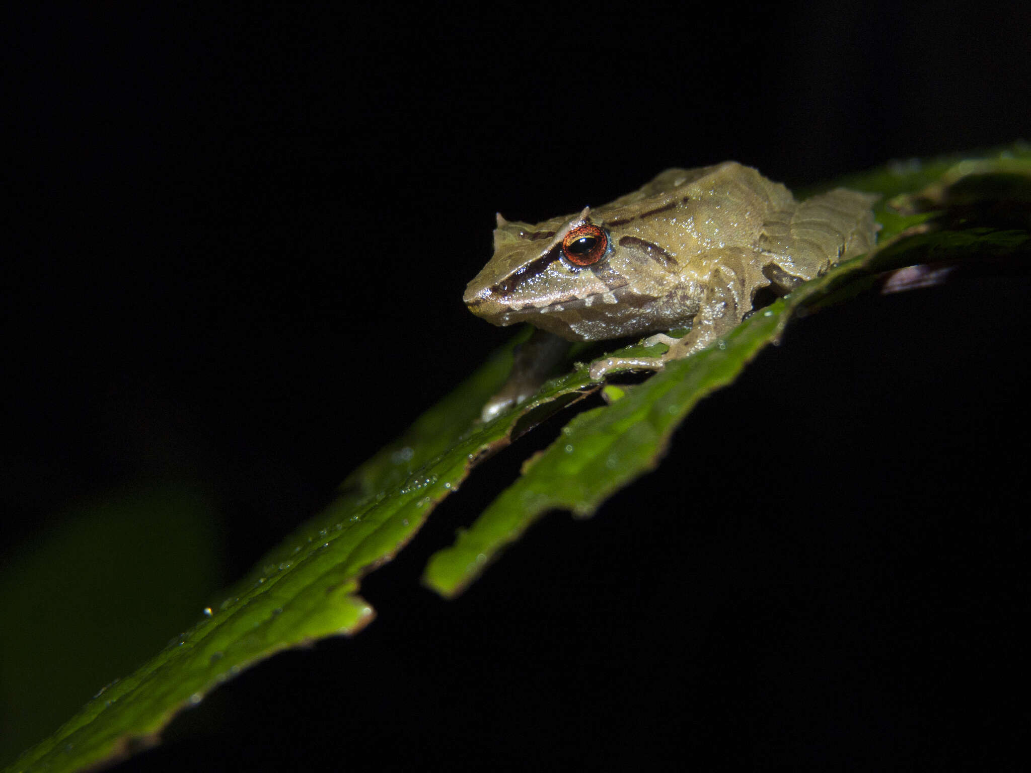 Image of Pristimantis silverstonei (Lynch & Ruiz-Carranza 1996)