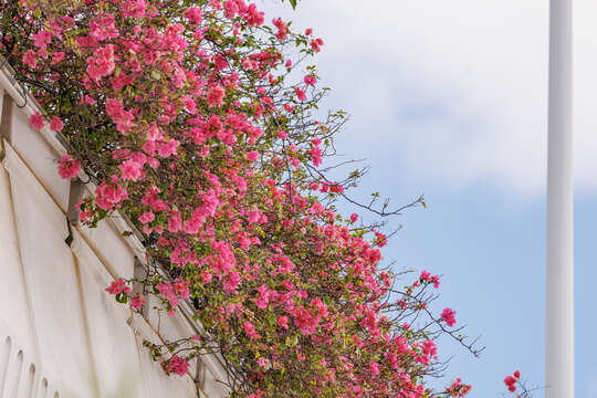 Слика од Bougainvillea