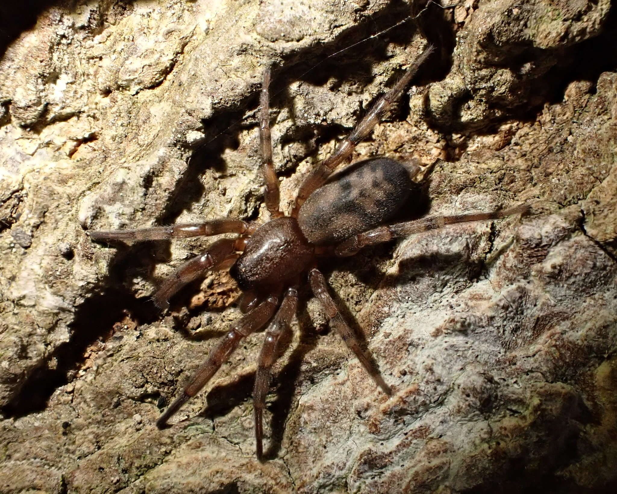 Image of ground spiders