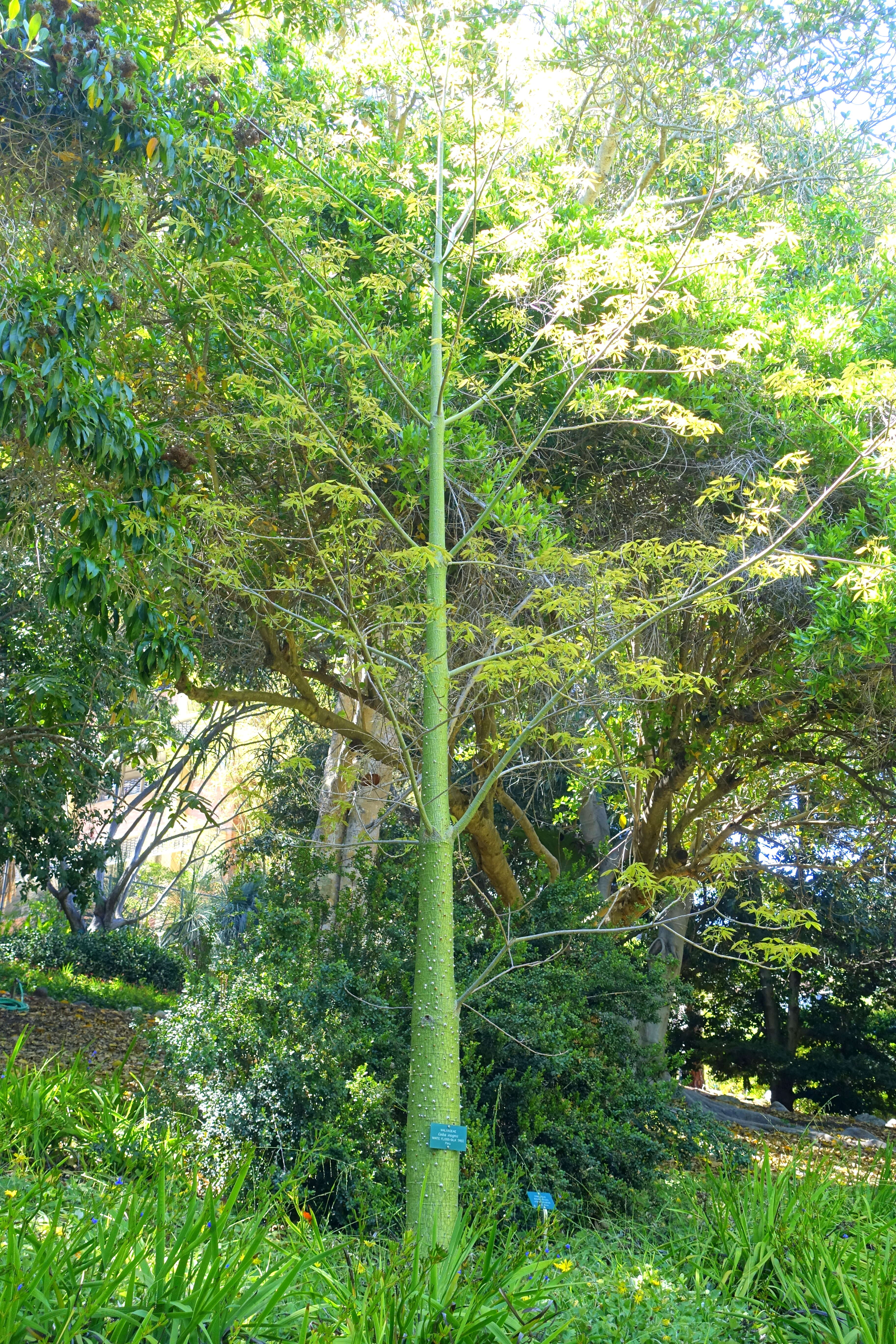Image de Ceiba insignis (Kunth) P. E. Gibbs & J. Semir