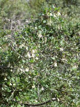 Imagem de Clematis cirrhosa L.