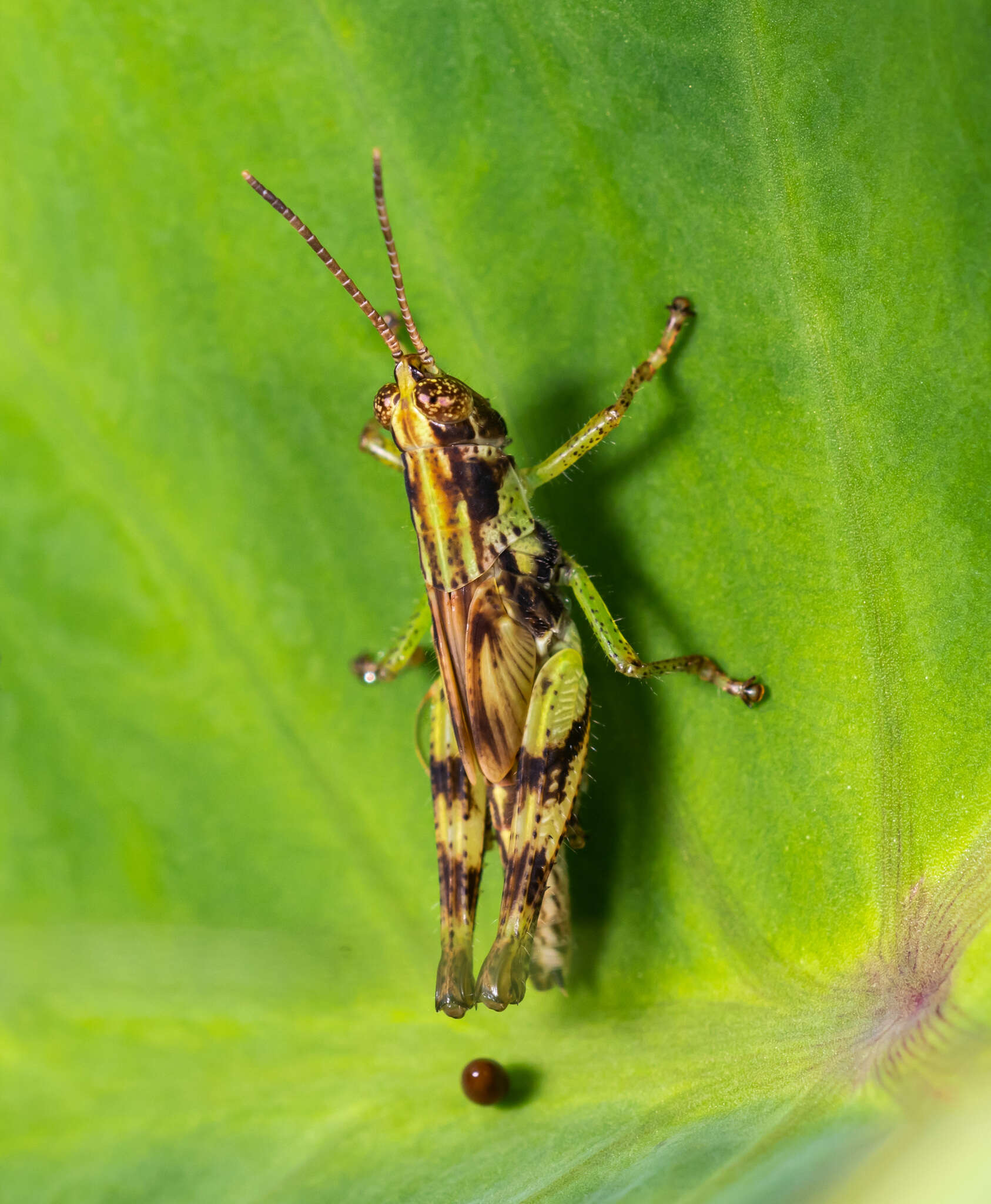 Image of Gesonula mundata (Walker & F. 1870)