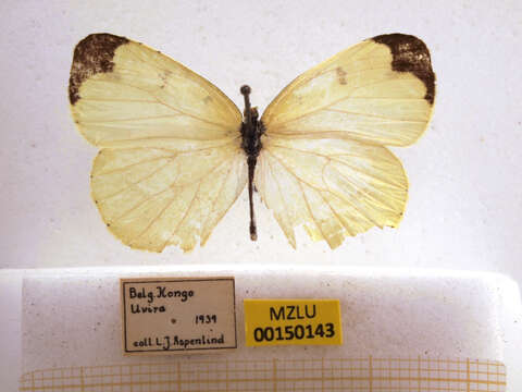 Image of Eurema hapale (Mabille 1882)