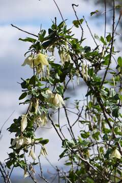 Imagem de Clematis cirrhosa L.