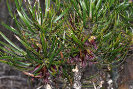 Image of Melaleuca pachystachya (Benth.) Craven & R. D. Edwards