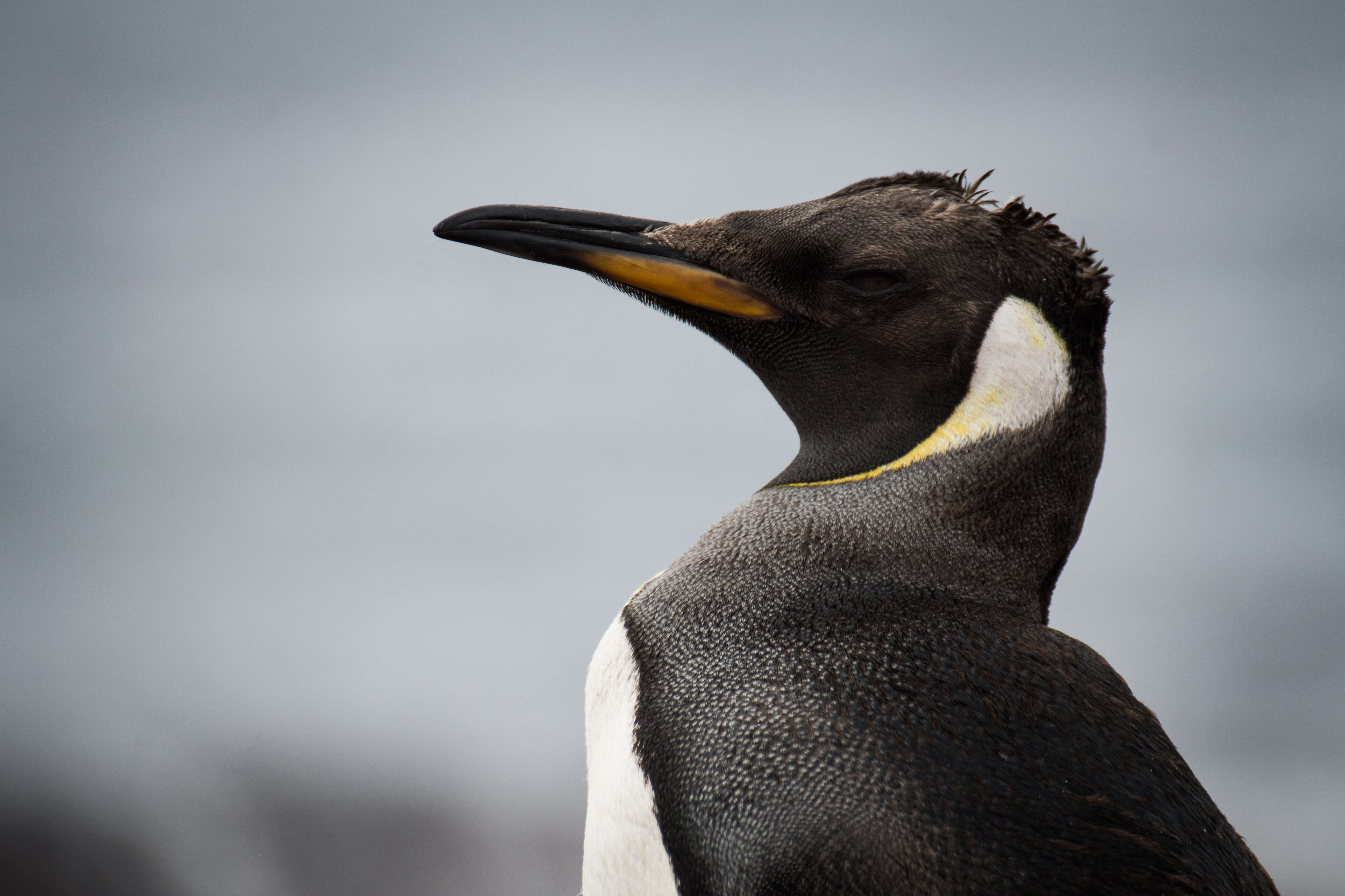 Image of King Penguin