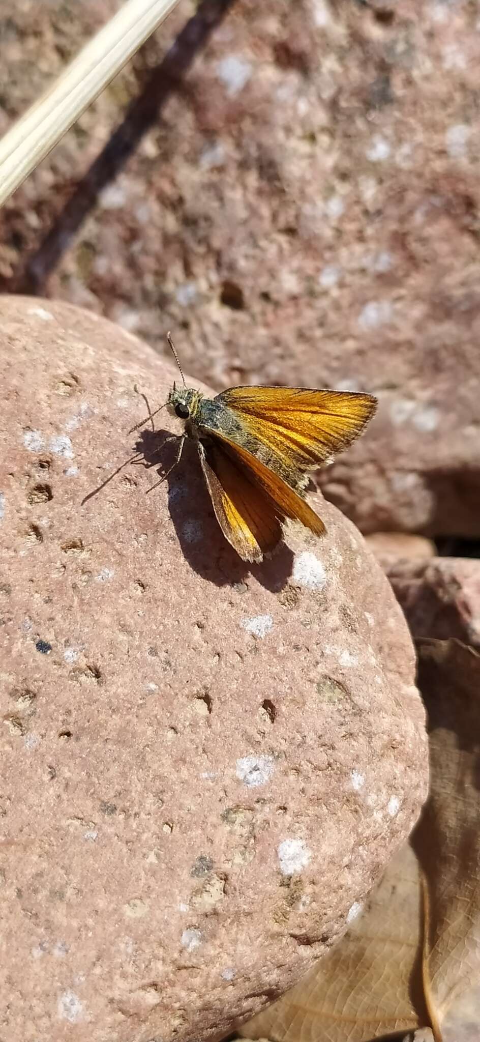 Image of Morrocan Small Skipper