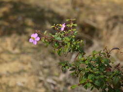 Osbeckia octandra (L.) DC.的圖片