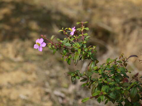 Image of Osbeckia octandra (L.) DC.