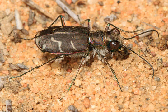 Image of Oblique-lined Tiger Beetle