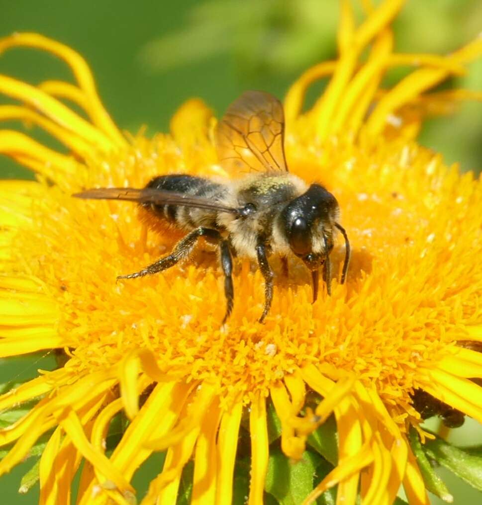 Image of Megachile genalis Morawitz 1880