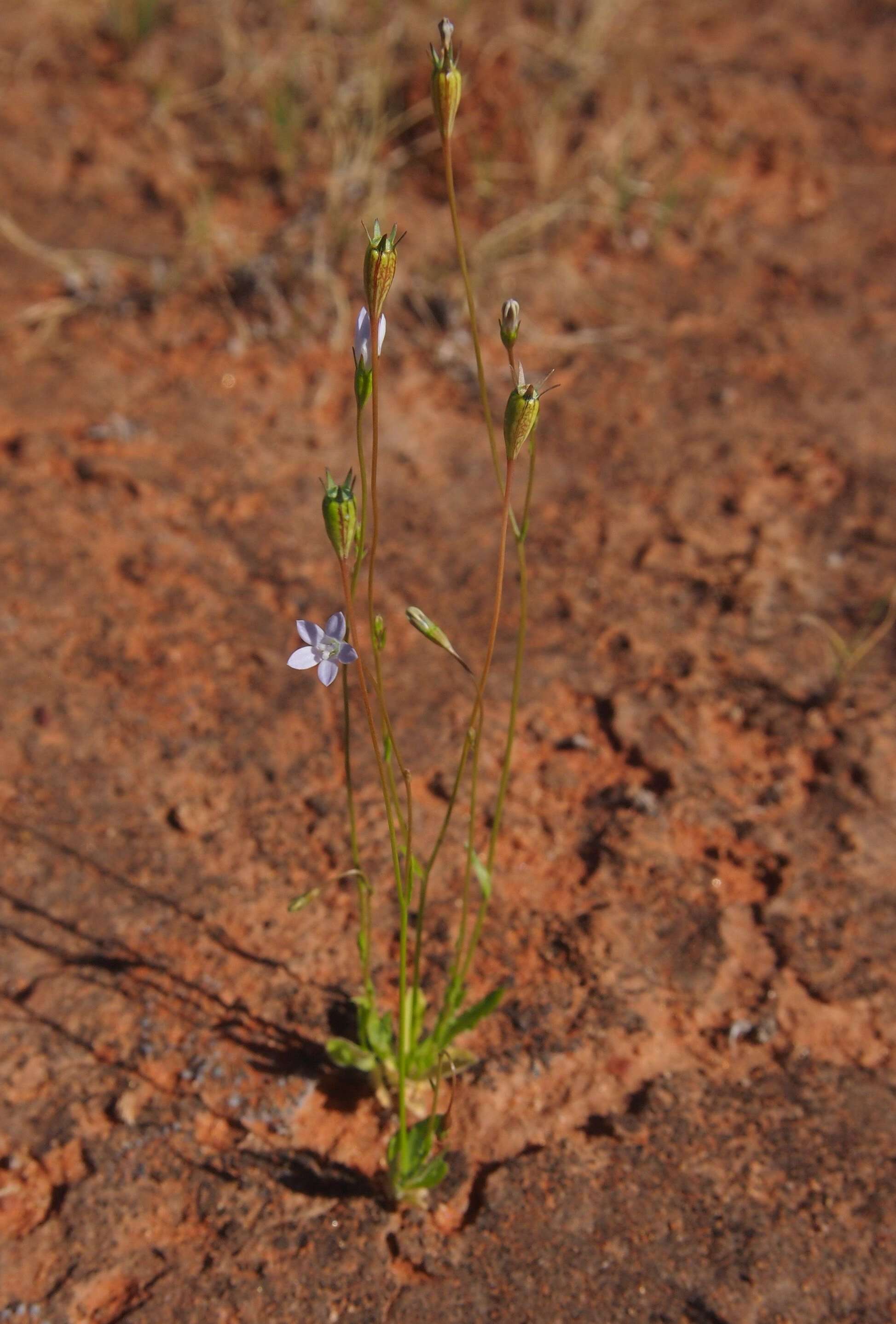 صورة Wahlenbergia tumidifructa P. J. Sm.