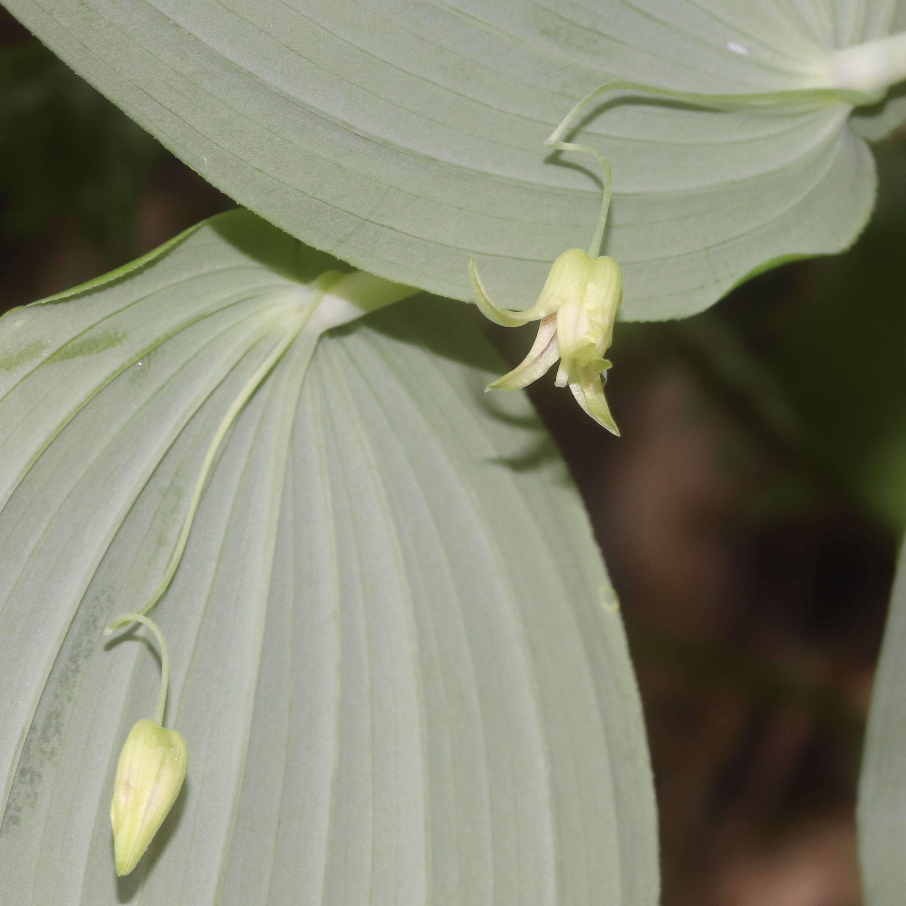 Image of claspleaf twistedstalk