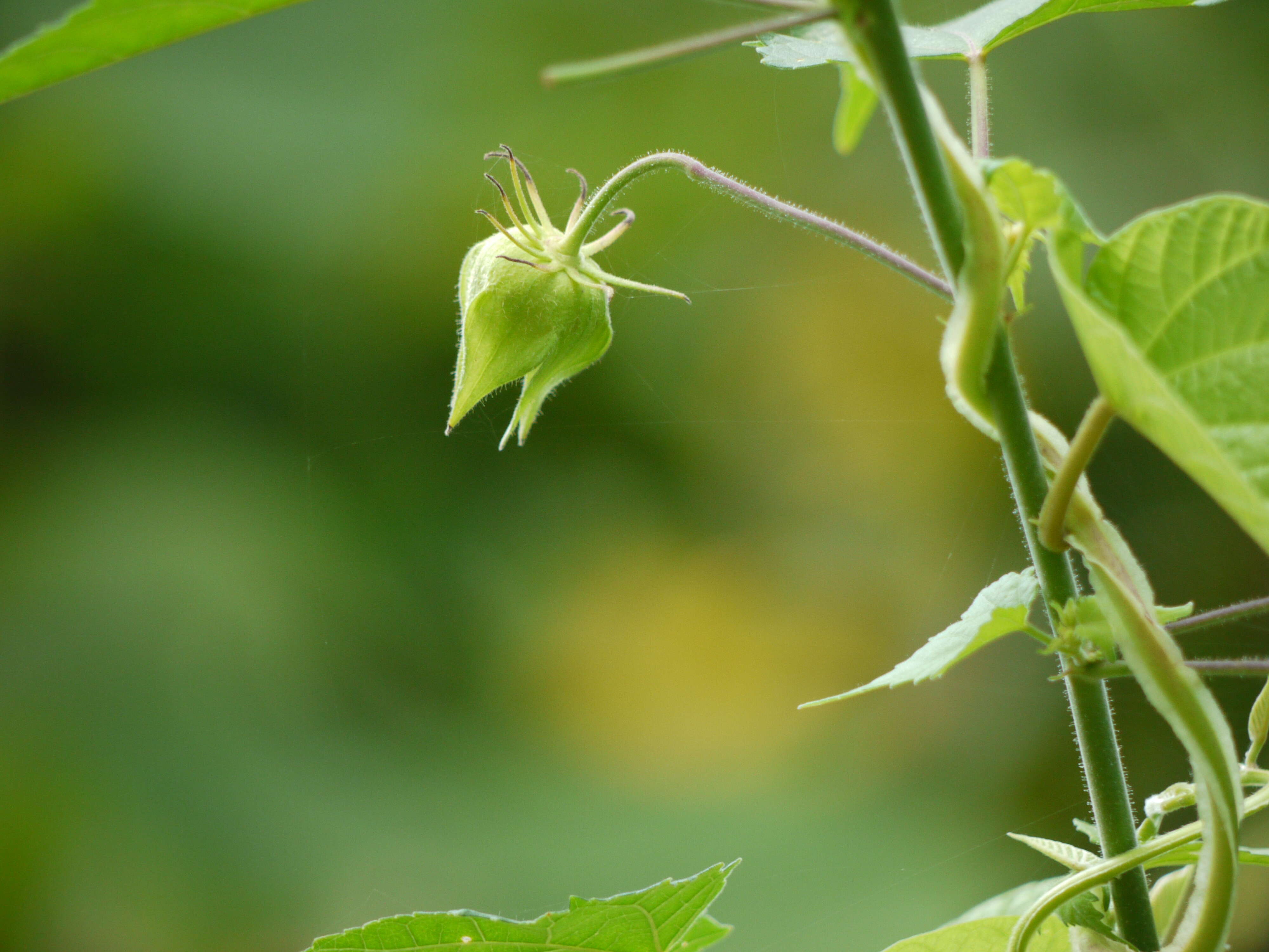 Hibiscus vitifolius L.的圖片