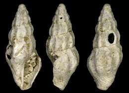 Image of Crassispira vasseuri