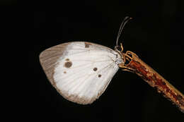 Imagem de Larinopoda eurema