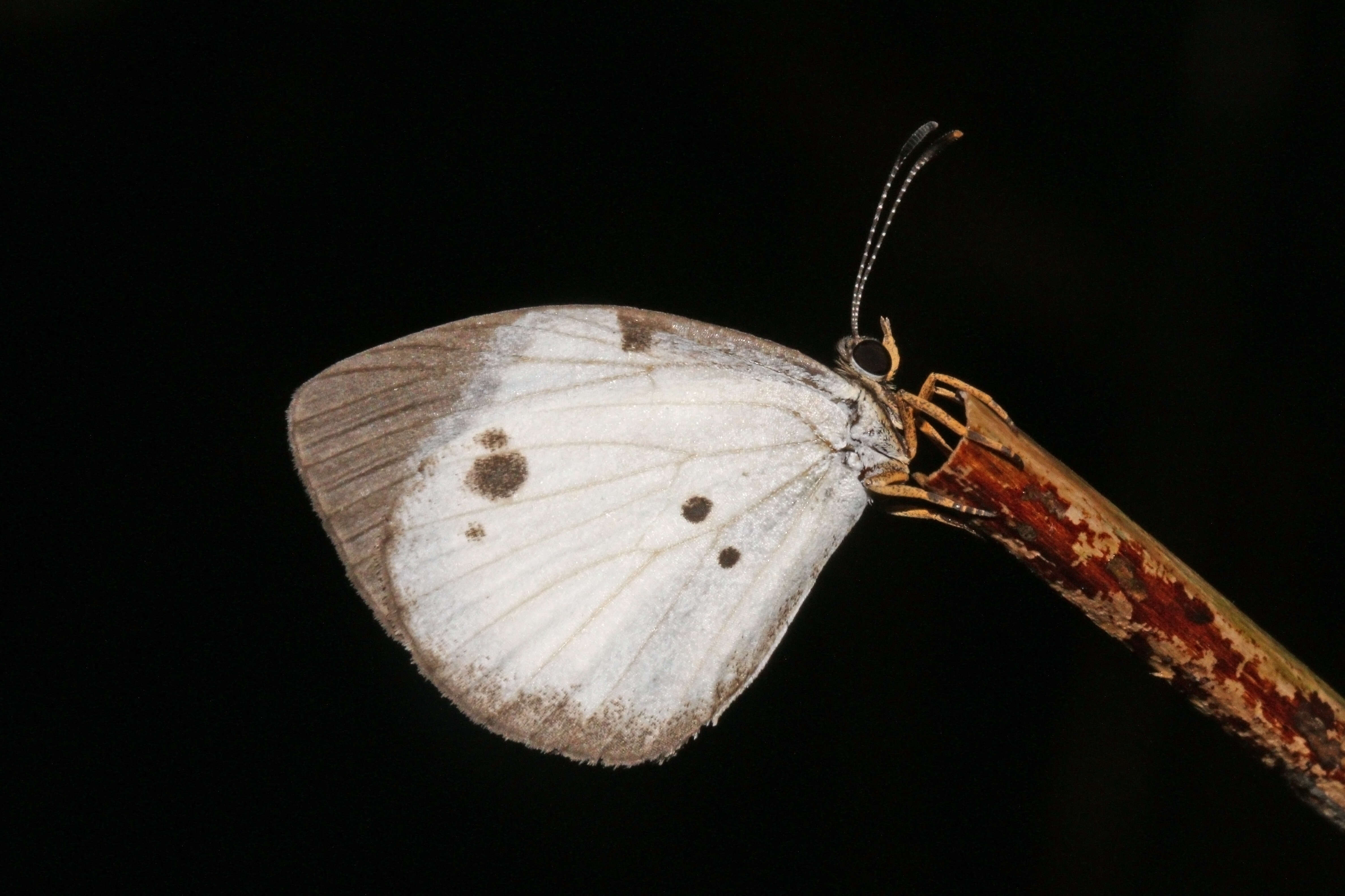 Image of Larinopoda eurema