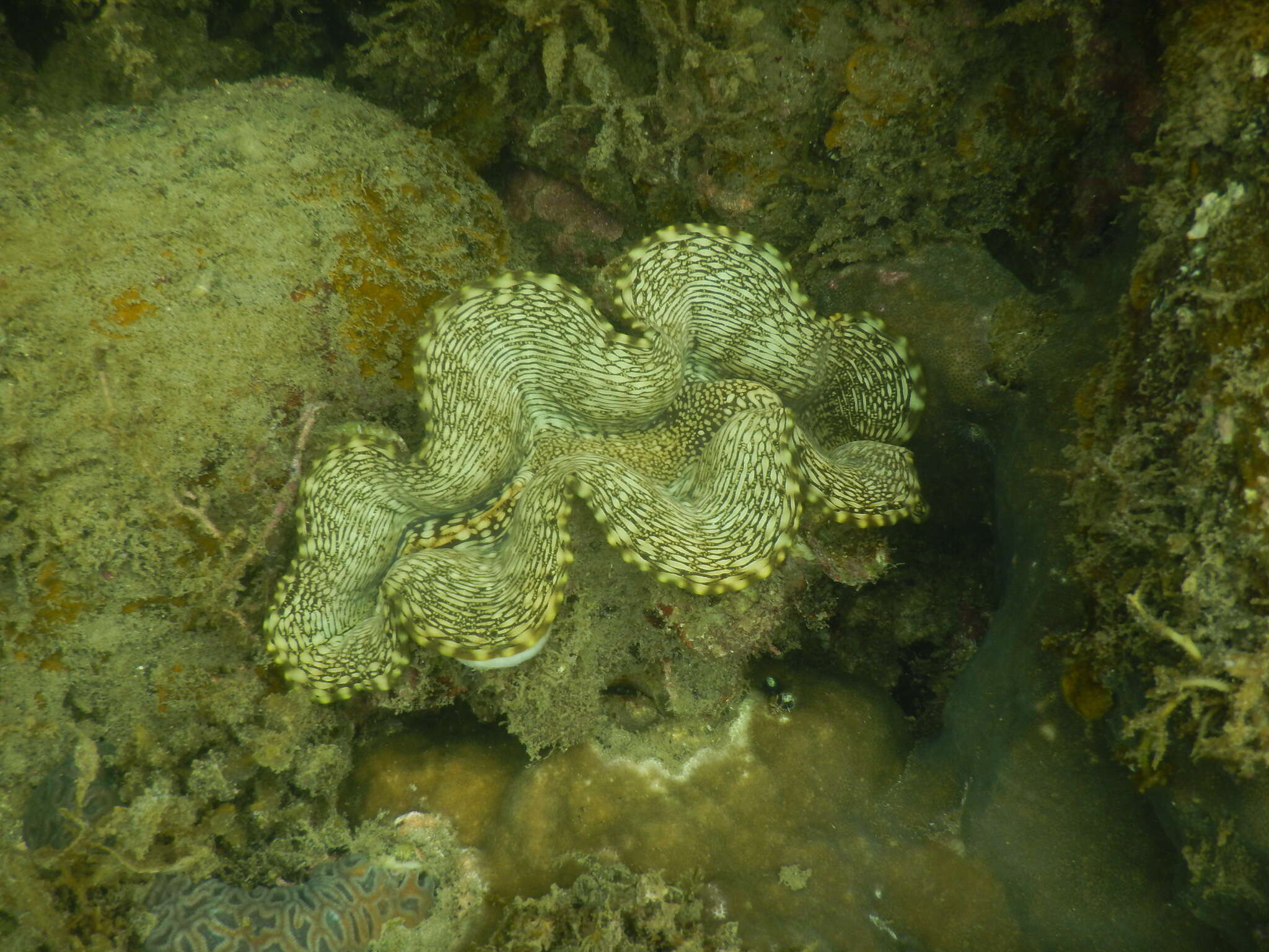 Image of Fluted Clam