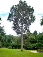 Image of Queensland Kauri Pine