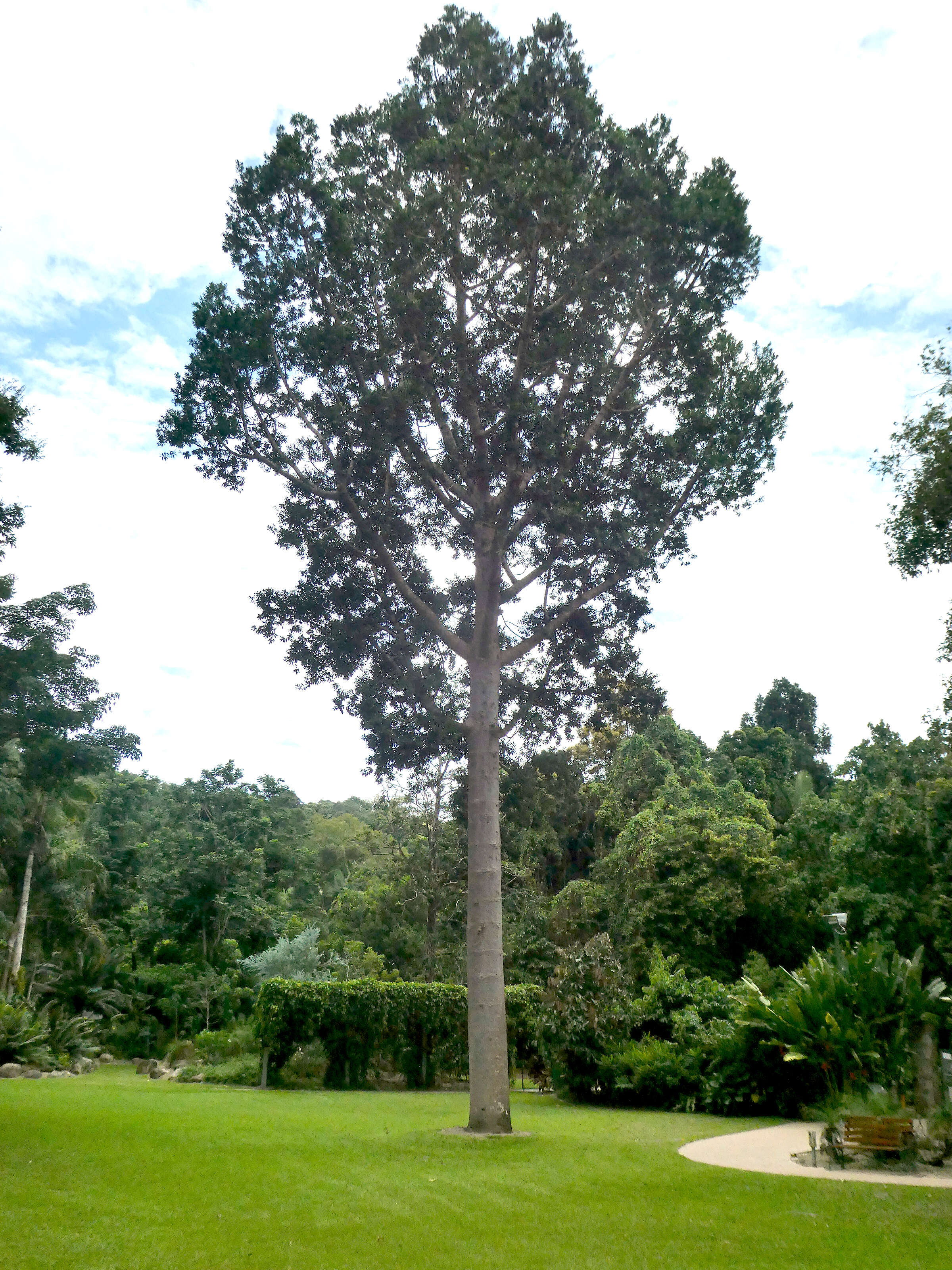 Image of Queensland Kauri Pine