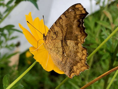 Слика од Polygonia c-aureum Linnaeus 1758