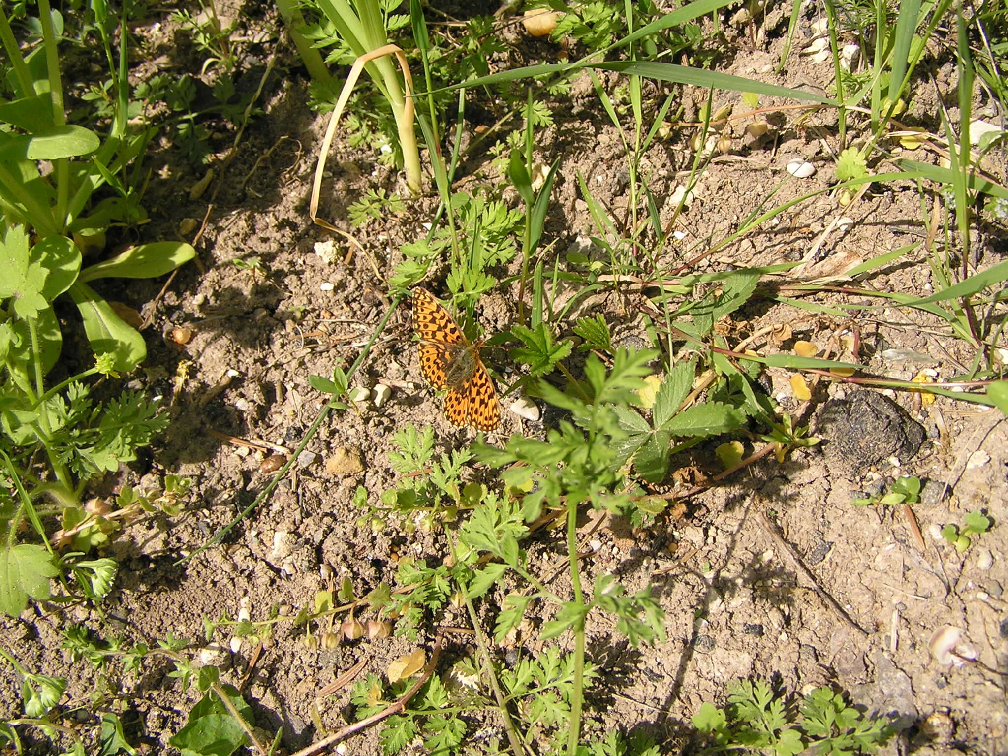 Plancia ëd Boloria dia