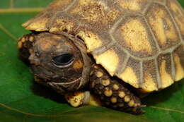 Image of Yellow-footed Tortoise