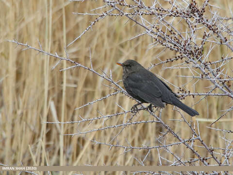 Image of Tibetan Blackbird