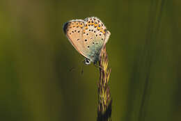 Image of Plebejus idas