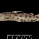 Image of Synodontis katangae Poll 1971