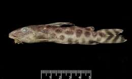 Image of Synodontis katangae Poll 1971