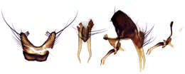 Image of root-maggot flies