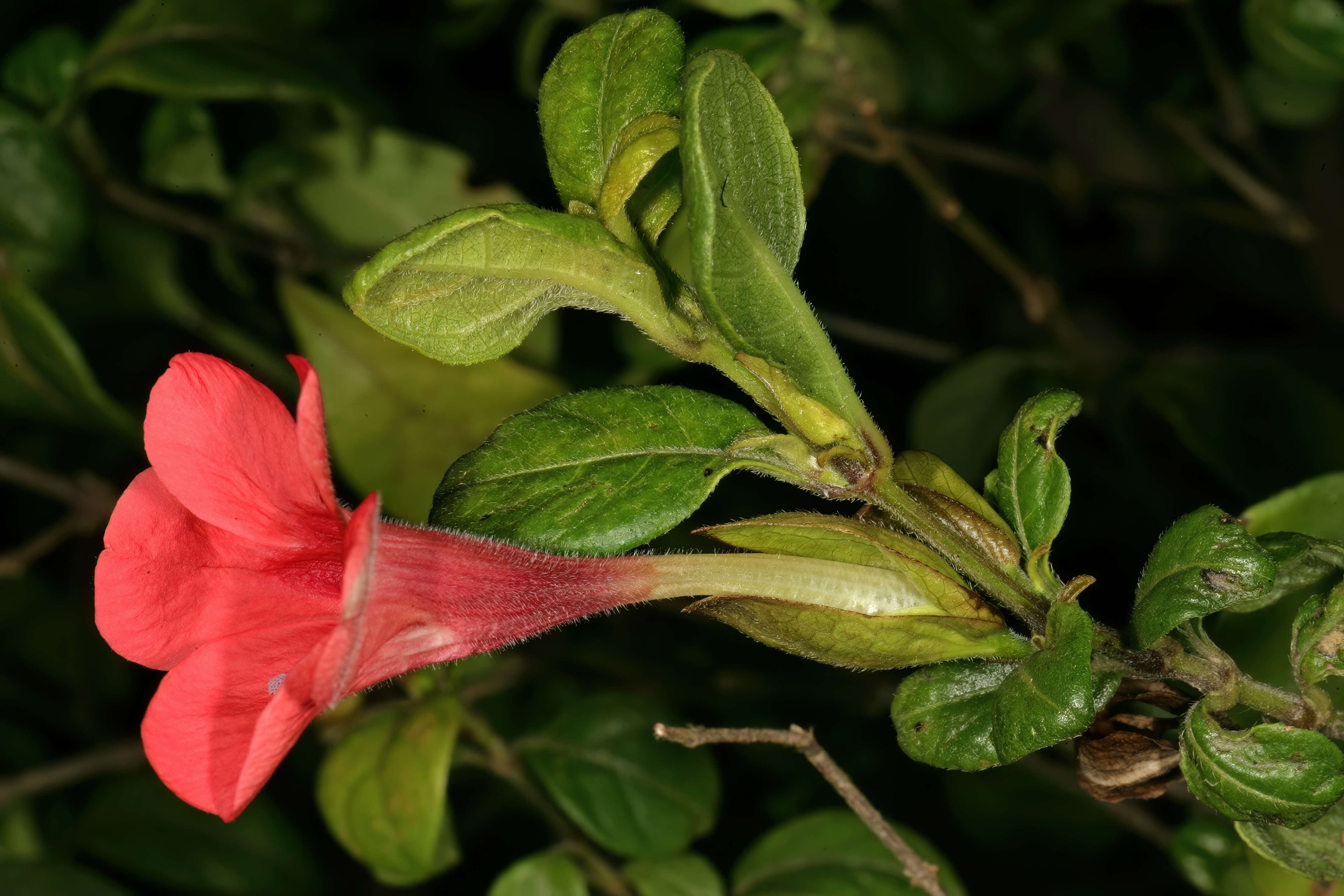 Image of Barleria repens Nees