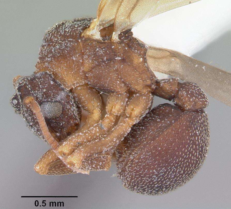 Image de Cyphomyrmex rimosus (Spinola 1851)