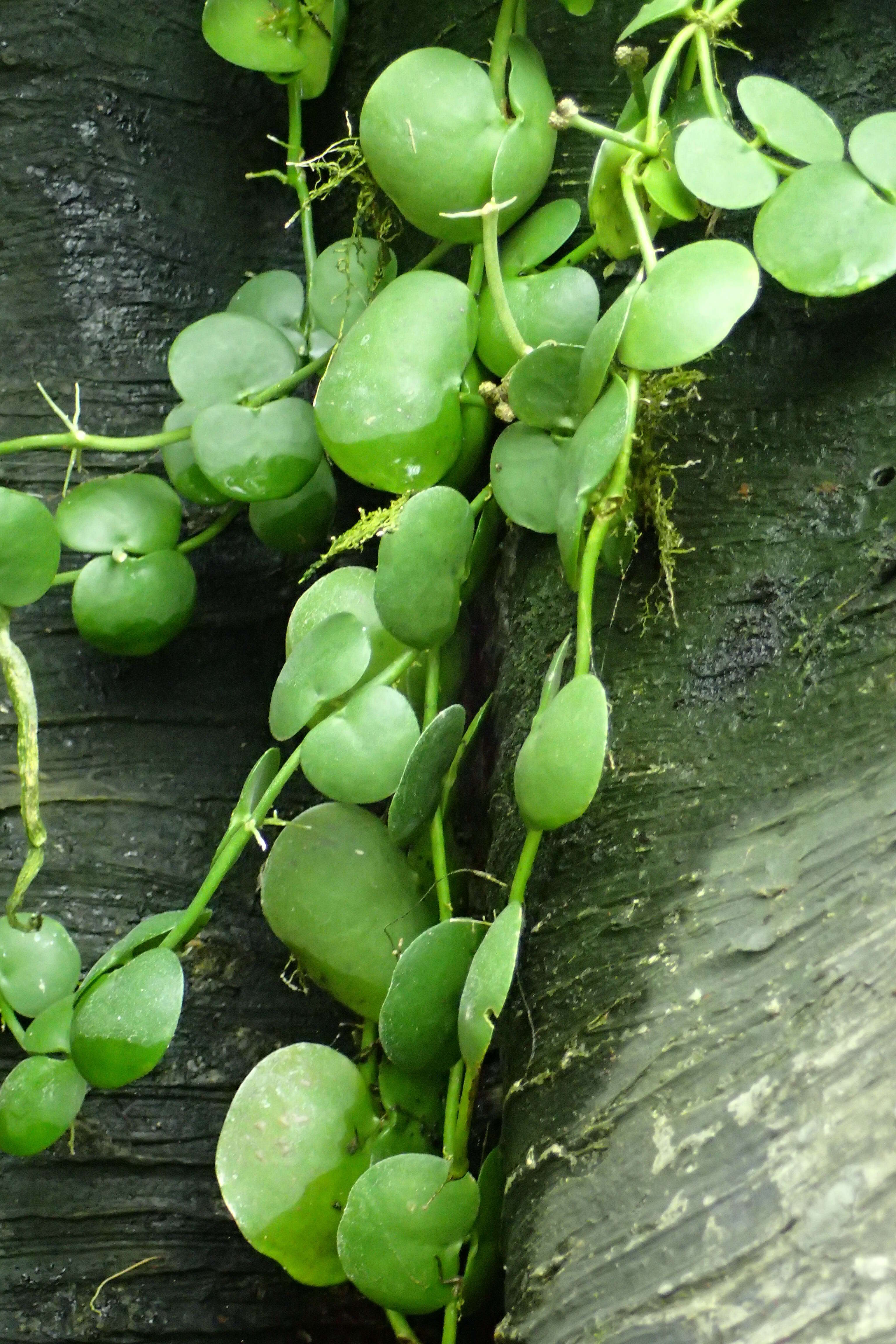 Image of Dischidia platyphylla Schltr.