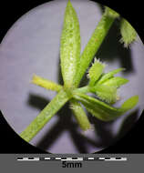 Image of yellow wall bedstraw