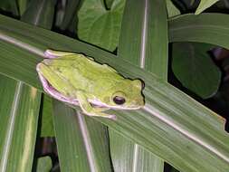 Image of Farmland green flying frog