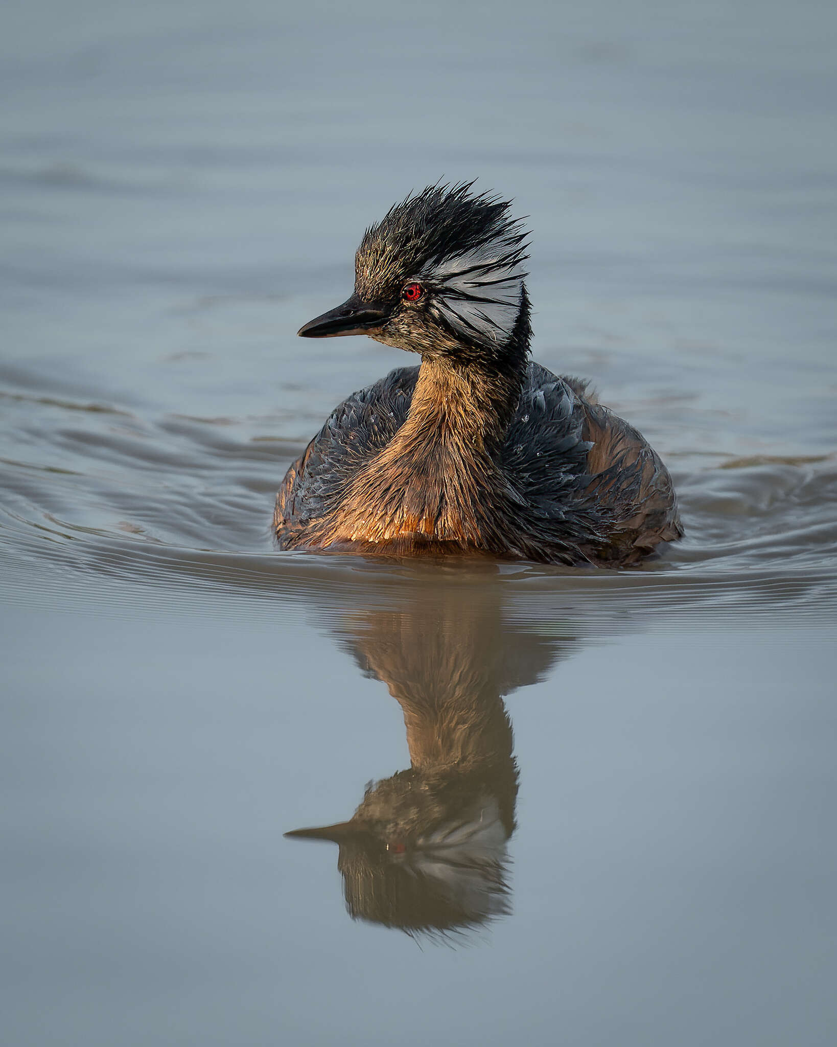 Image of White-tufted Grebe