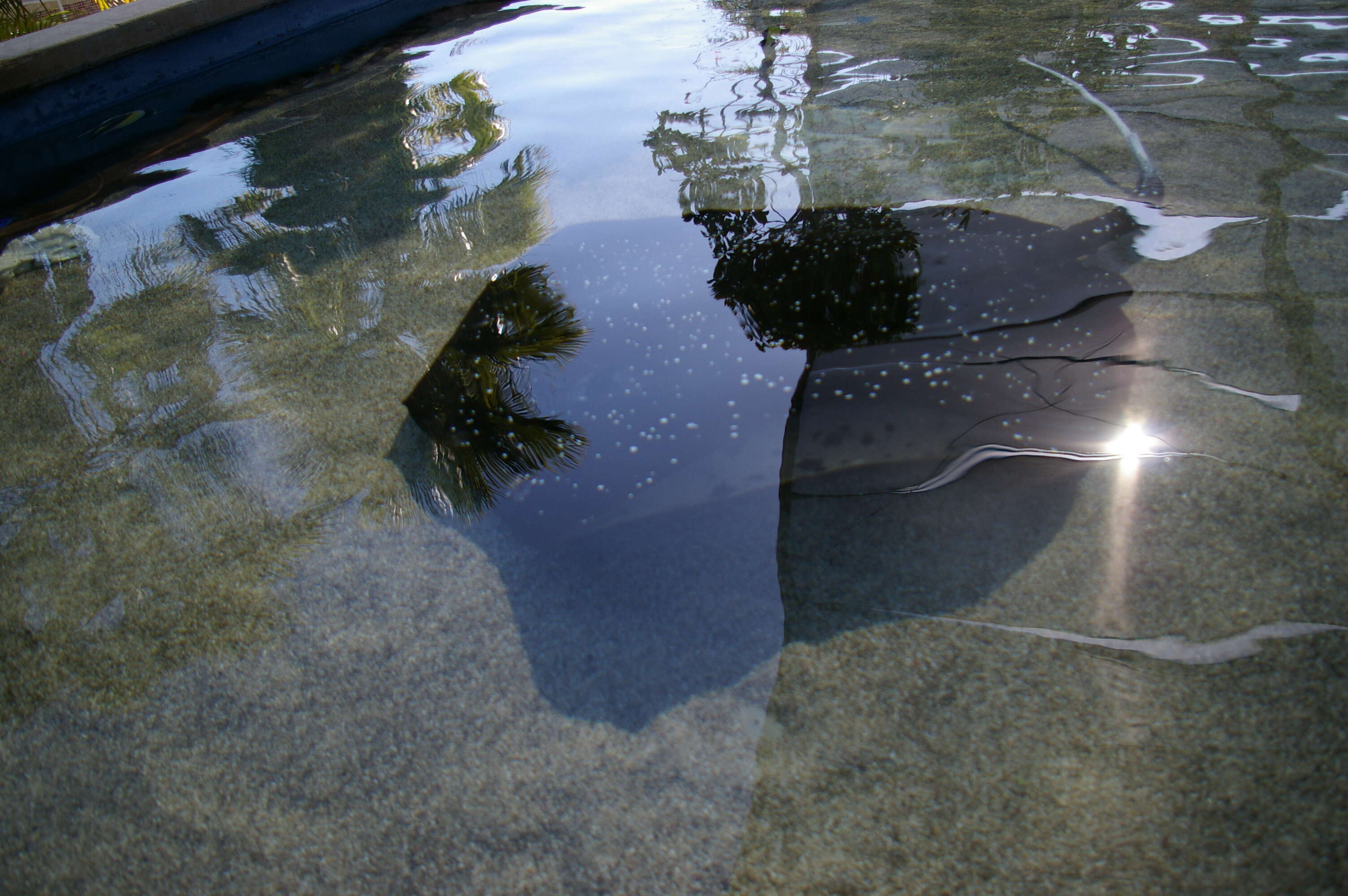 Imagem de Urogymnus granulatus (Macleay 1883)