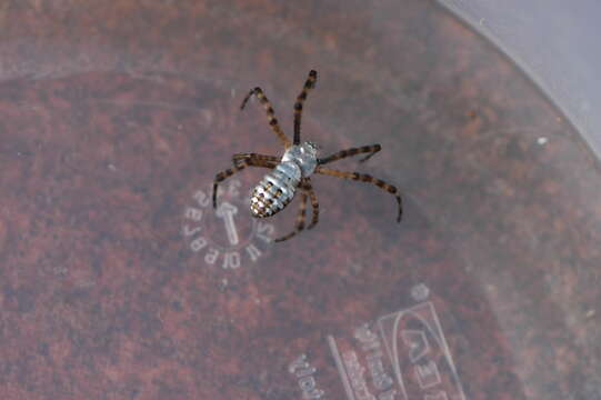 Image of Banded Argiope