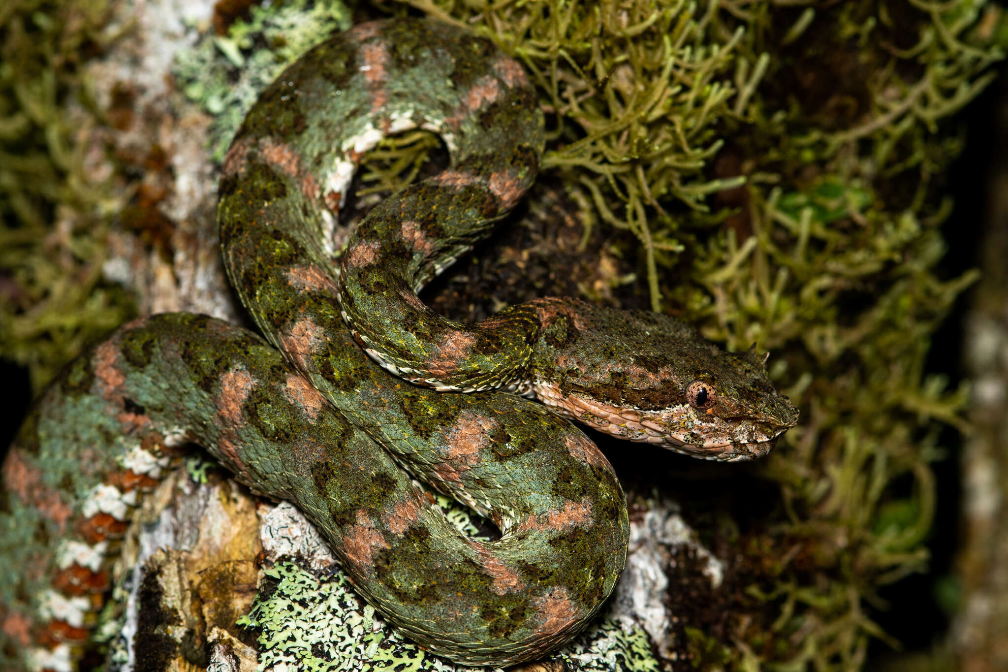 Image of Eyelash Viper