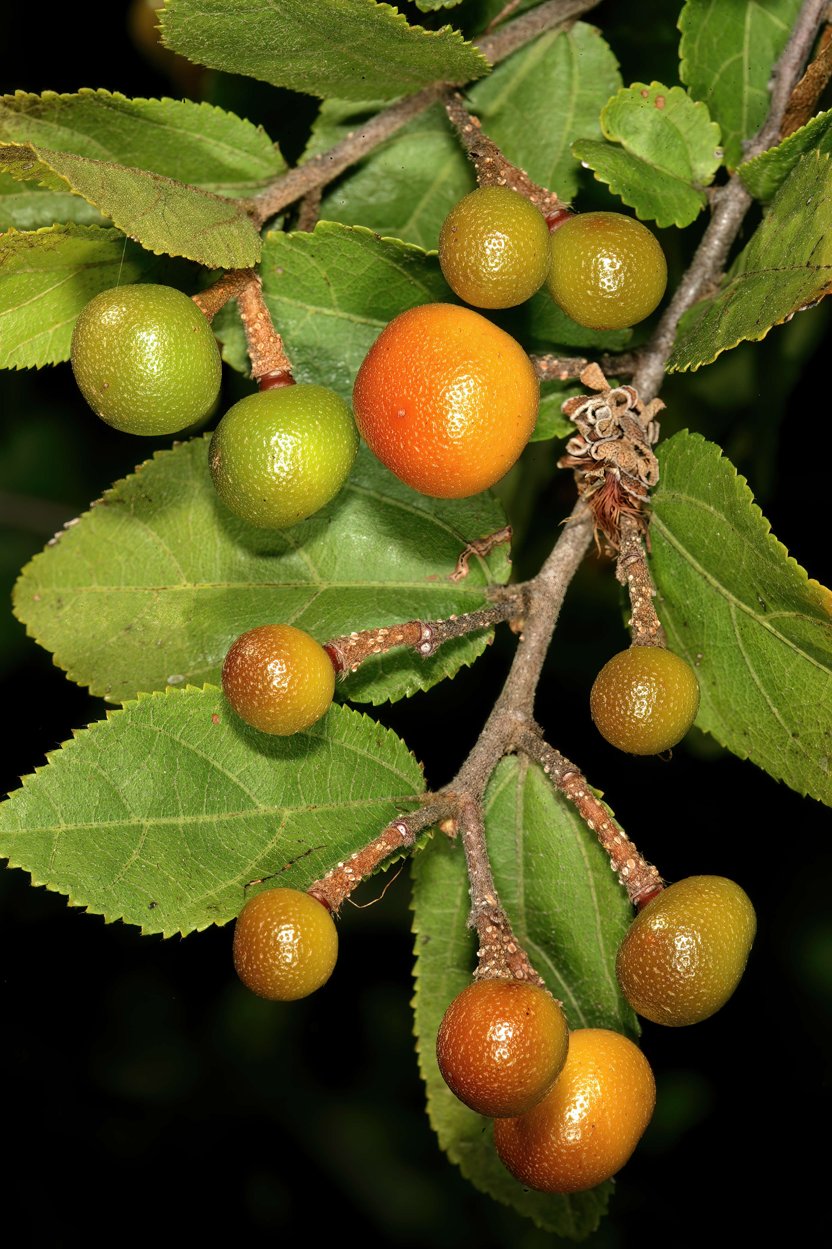 Image de Grewia flavescens Juss.