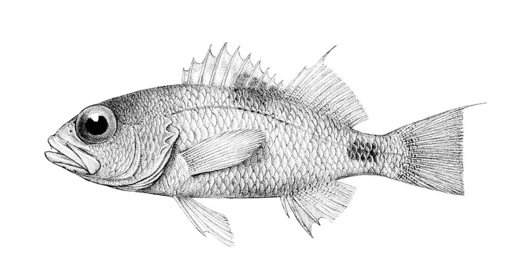 Image of Spot-tail perchlet