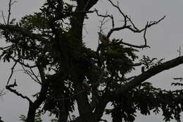 Image of Scissor-tailed Flycatcher