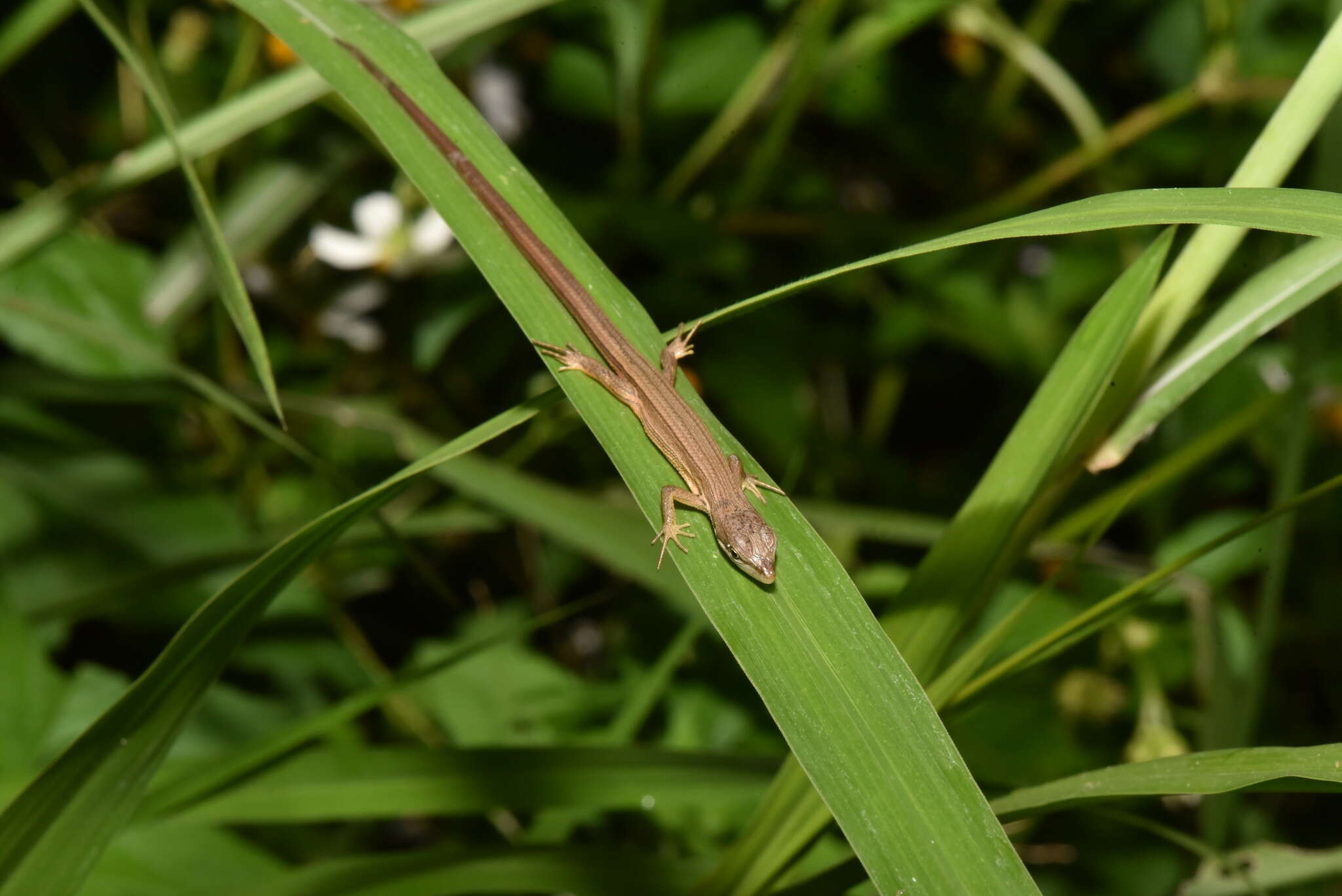 Image of Takydromus luyeanus Lue & Lin 2008