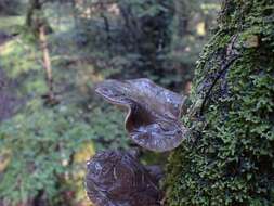 Pleurotus purpureo-olivaceus (G. Stev.) Segedin, P. K. Buchanan & J. P. Wilkie 1995 resmi