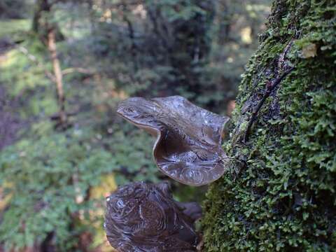 Image of Pleurotus purpureo-olivaceus (G. Stev.) Segedin, P. K. Buchanan & J. P. Wilkie 1995