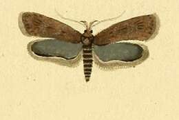 Image of Depressaria badiella Hübner 1801